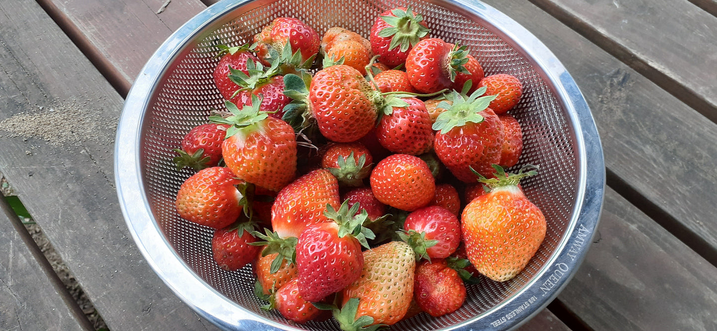【Still good!】自由な未来の象徴!/露地栽培イチゴTシャツ -Strawberry Freedom Tee/cotton 100%/size:S-XXL