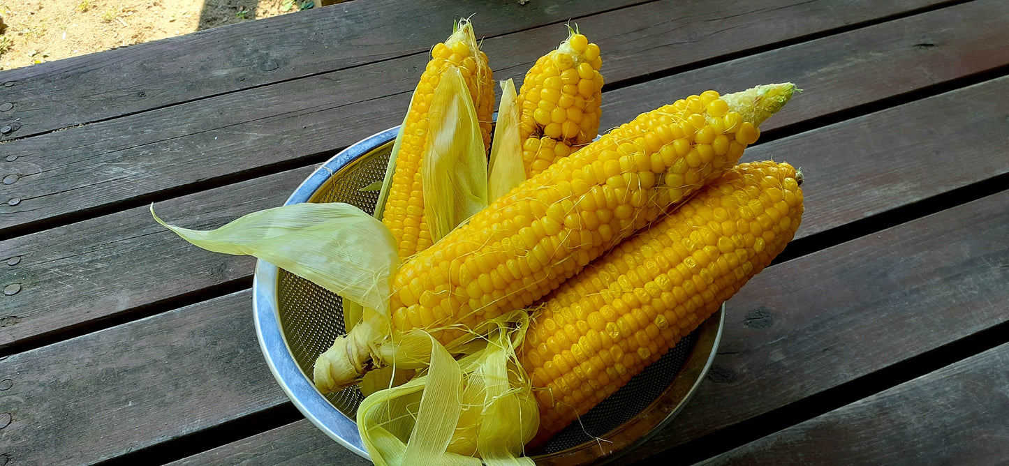 【Still good!】夏を感じる!不揃い粒のトウモロコシTシャツ - Summer Corn Tee/cotton 100%/size:S-XXL