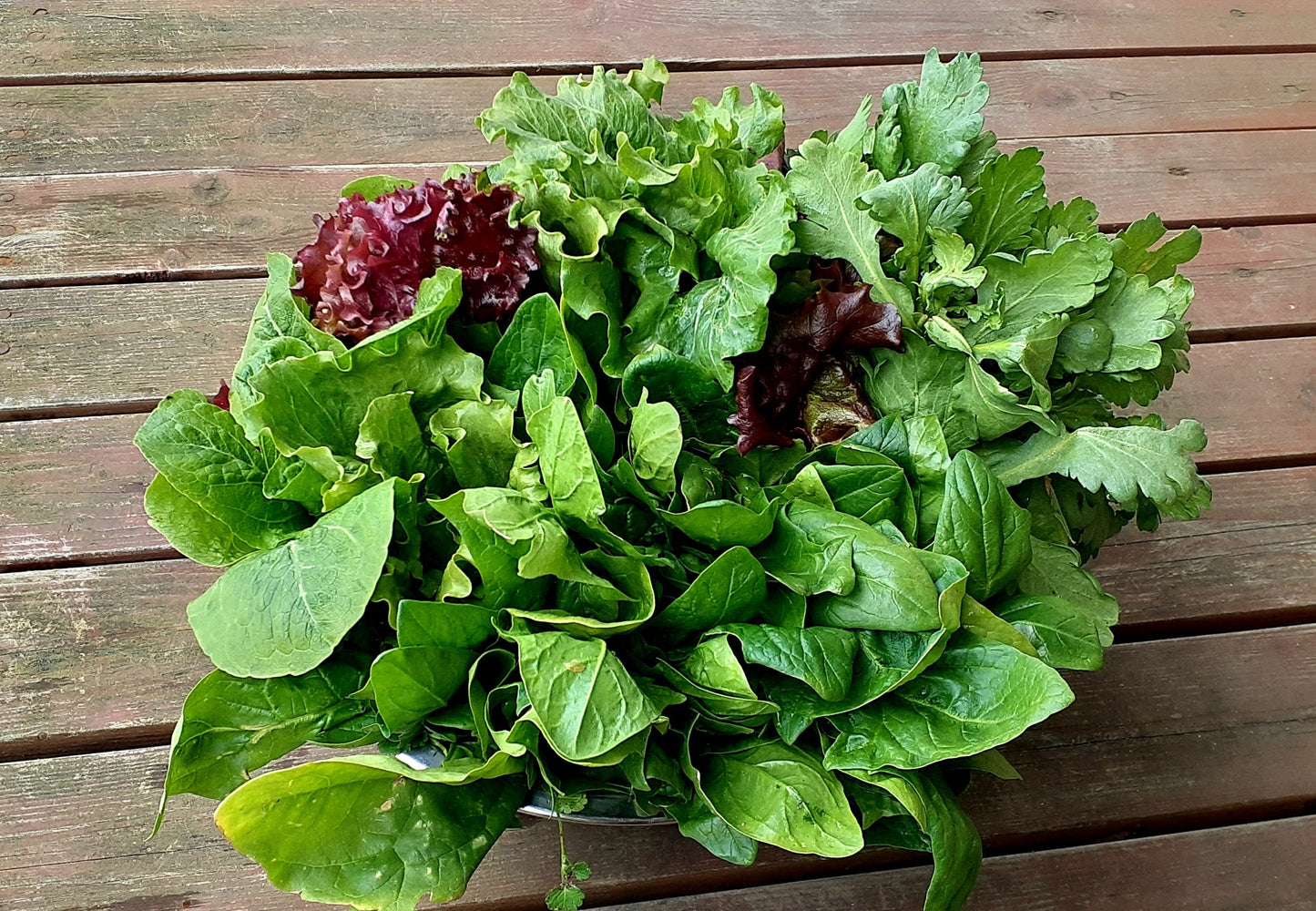 Still good!】おしゃれなモノトーン/葉物野菜モノトーンTシャツ -Monochrome Leafy Vegetables Tee/cotton 100%/size:S-XXL