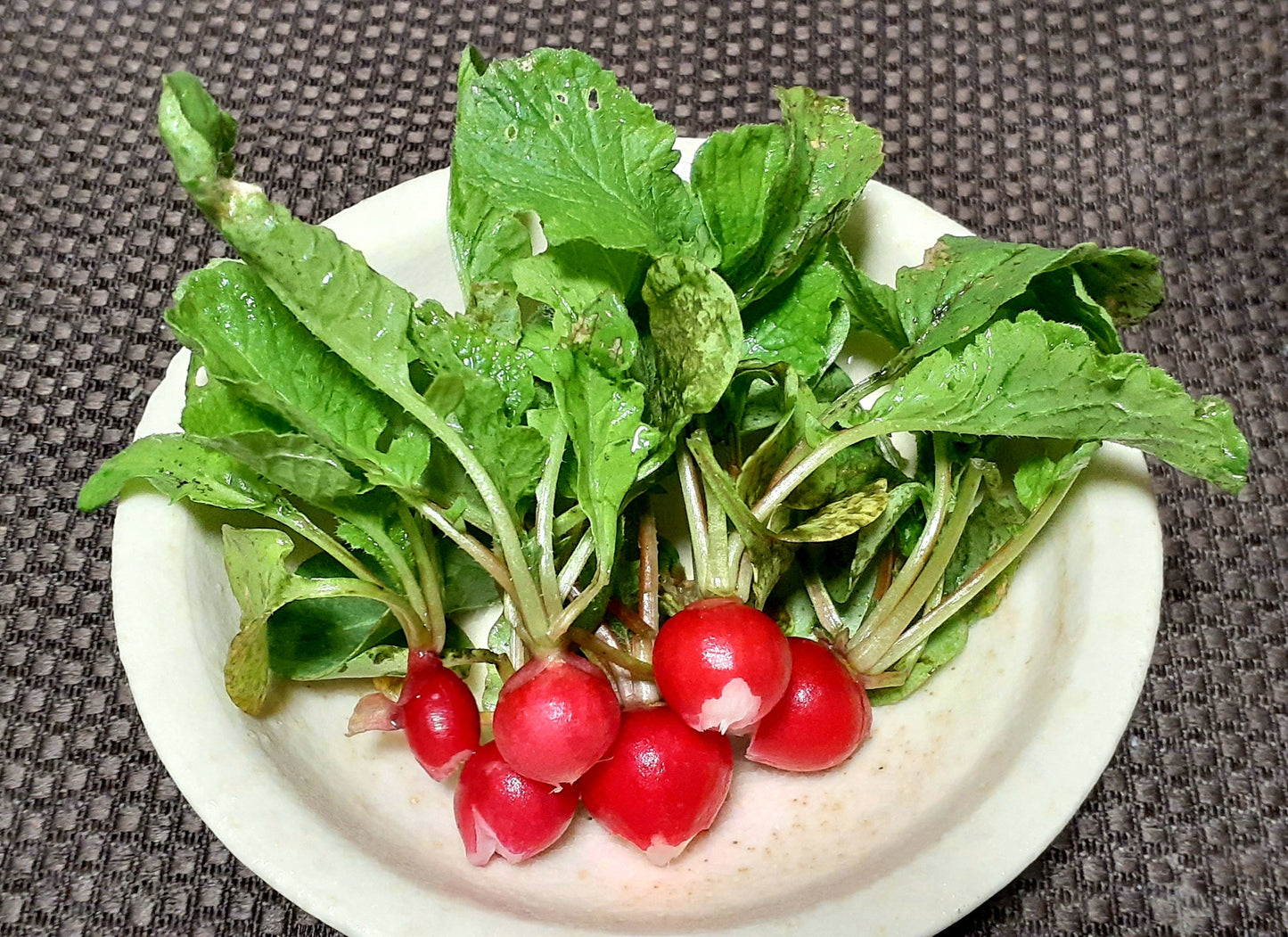 【Still good!】熟成の証!/しおれかぶTシャツ -Wilted Turnip Tee/cotton 100%/size:S-XXL