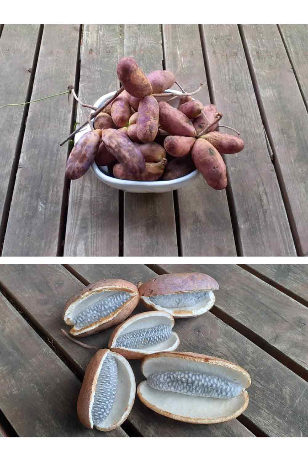 【Still good!】山の幸!あけびTシャツ -Akebi Tee/cotton 100%/size:S-XXL