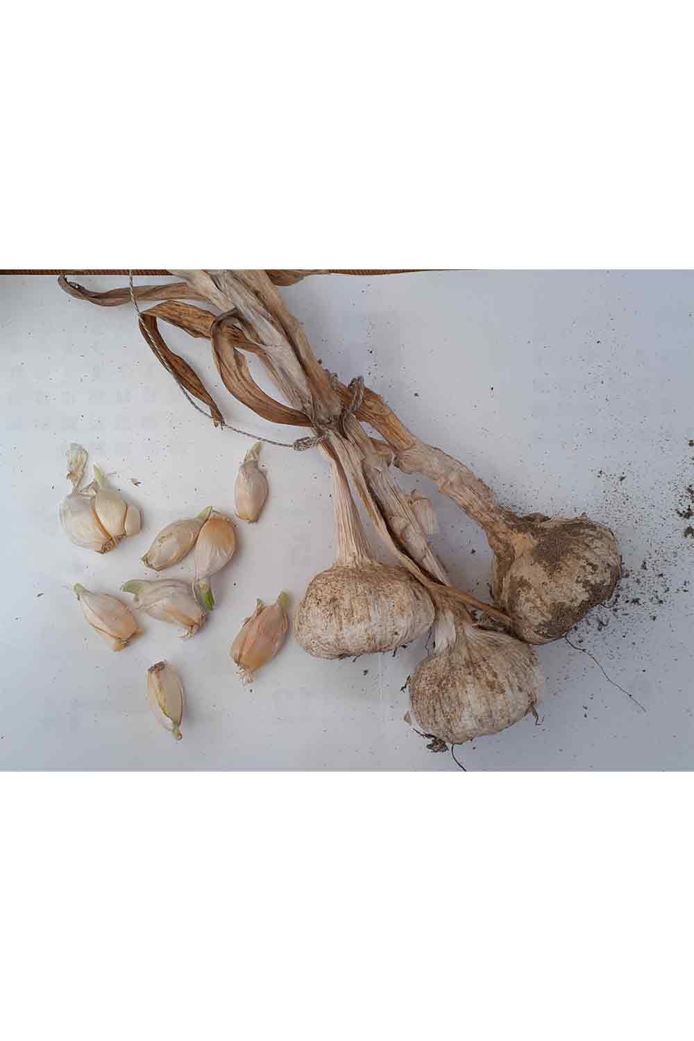 【Still good!】自然の力を感じる一枚!/スプラウテッド・ガーリックTシャツ -Sprouted Garlic Tee/cotton 100%/size:S-XXL