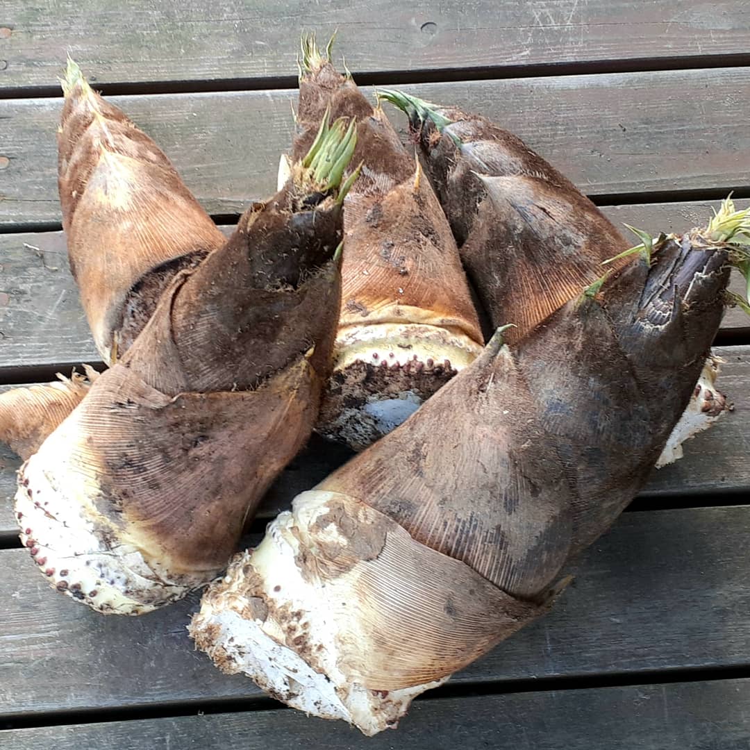 【Still good!】若竹の元気!/伸びすぎた筍Tシャツ -Bamboo shoot Tee/cotton 100%/size:S-XXL