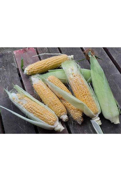 Still good【!】夏の風物詩！/バラエティ豊かなとうもろこしTシャツ -Corn Variety Tee/cotton 100%/size:S-XXL