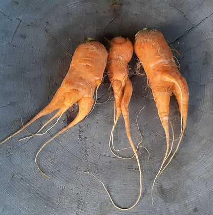 【Still good!】キャロット・パーティーTシャツ - Carrot Party Tee/cotton 100%/size:S-XXL