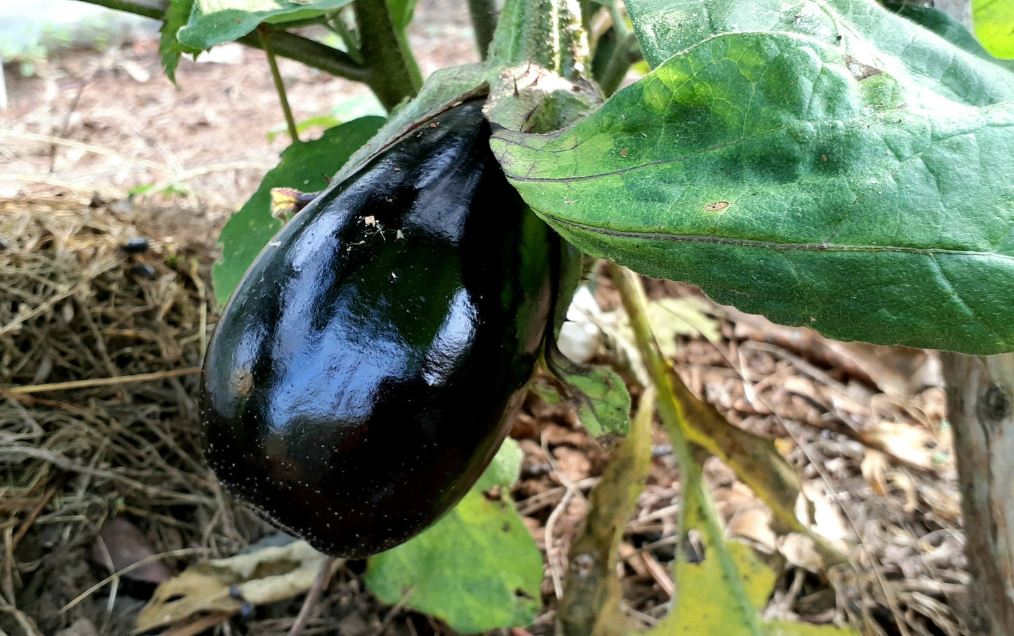 【Still good!】存在感茄子Tシャツ - Powerful Eggplant Tee/cotton 100%/size:S-XXL