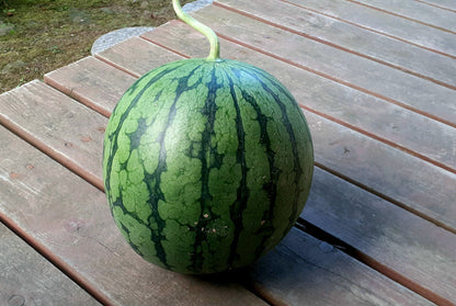 【Still good!】スイート・パッションTシャツ - Sweet Passion Tee/cotton 100%/size:S-XXL