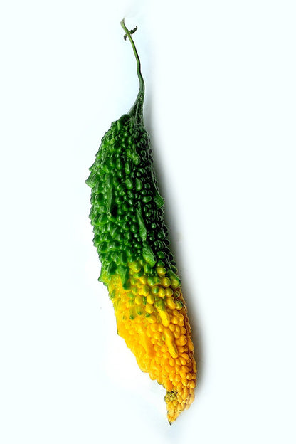 【Still good!】おいしい完熟ゴーヤTシャツ - Deliciously Ripe Goya Tee/cotton 100%/size:S-XXL