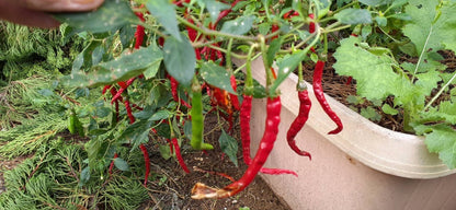 【Still good!】スパイスをきかせるならこの一枚！/熱い気持ち唐辛子Tシャツ -Hot Chili Tee/cotton 100%/size:S-XXL